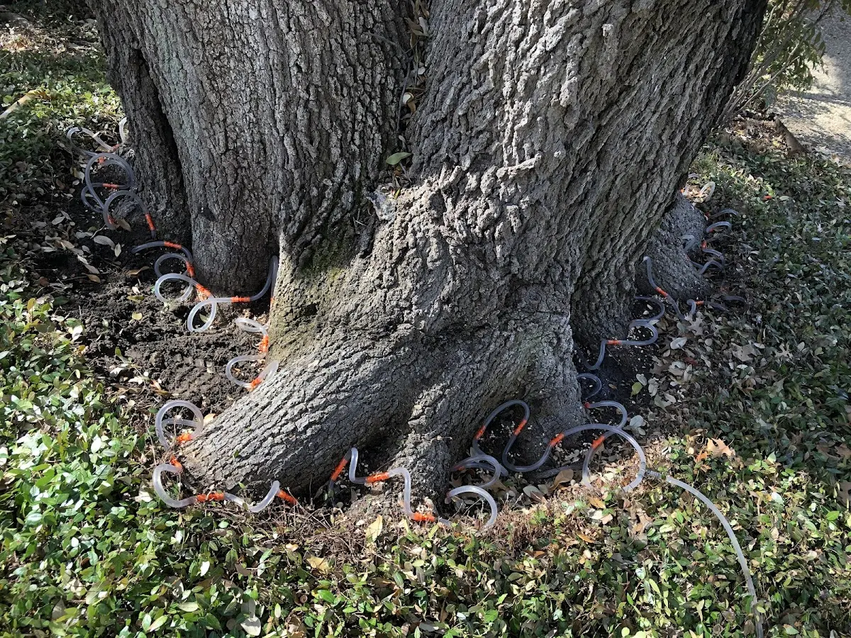 Detailed Tree Cabling and Bracing job site in Fort Shafter