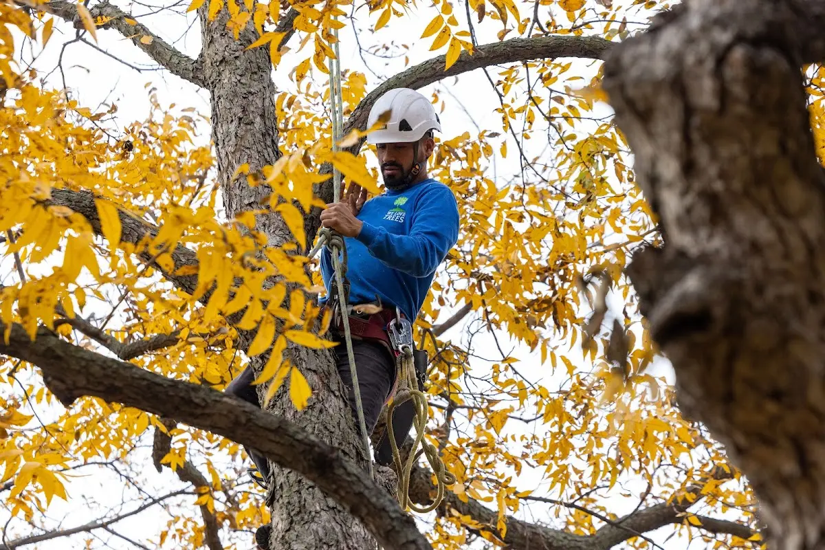Skilled Tree Transplanting crew working in Fort Shafter