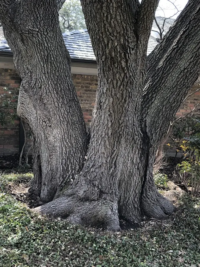 Mature heritage tree close to a Fort Shafter property cared for by certified arborists